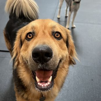 FUReverFUN Dog Care Services - Pet Boarding Near Me - San Francisco, California FUReverFUN Dog Care Services - Pet Boarding Near Me - San Francisco, California