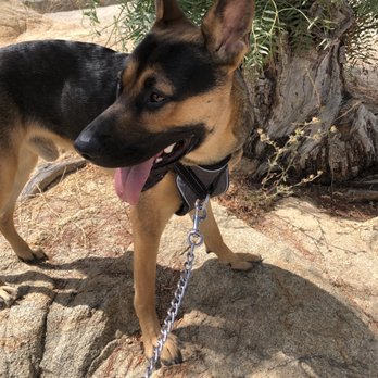 Mt. Rubidoux Park - My pup at the scenic area of the hike :) - Hiking Near Me - Riverside, California Mt. Rubidoux Park - My pup at the scenic area of the hike :) - Hiking Near Me - Riverside, California