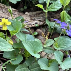 Glenns Valley Nature Park