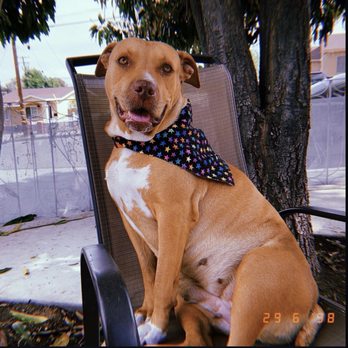 Orange County Emergency Pet Clinic - Canela - Emergency Pet Hospital Near Me - Fullerton, California