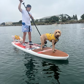 SUP Pups - Bichon wants to join his brother - Paddleboarding Near Me - San Diego, California