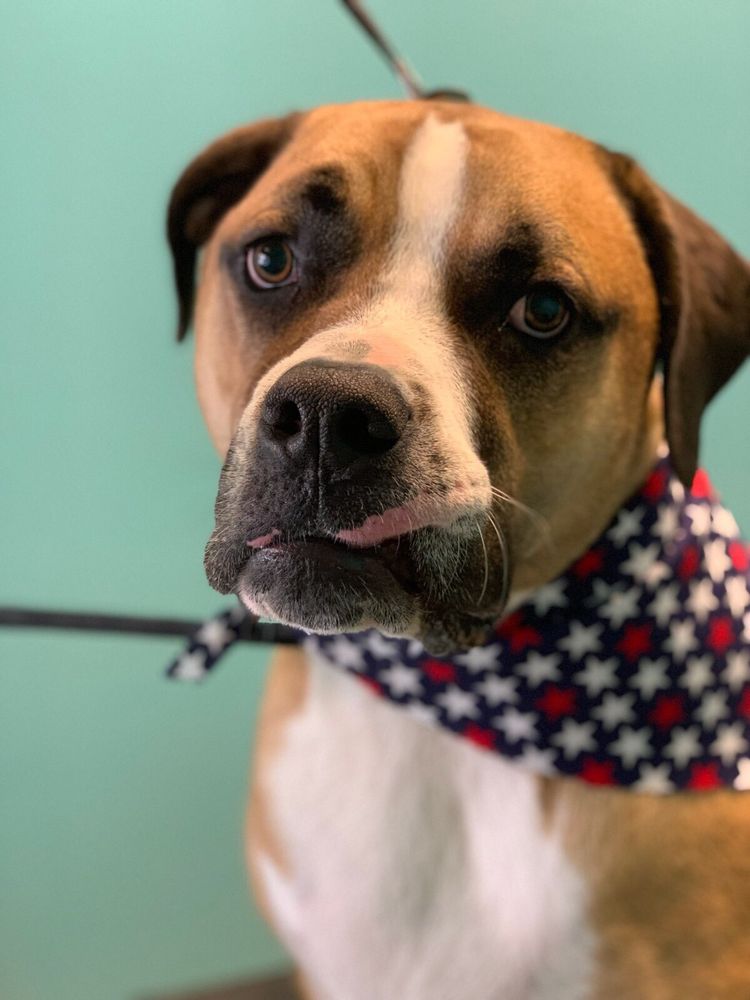 FETCH GROOMING & BOARDING 66 Photos 1490 Valley Ridge Blvd