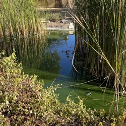 Rarumpelpunzeldornaschenwittchen - The pond
