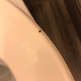 Roach on the toilet seat