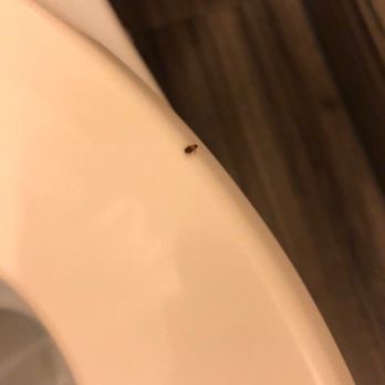 La Quinta Inn by Wyndham Phoenix Thomas Road - Roach on the toilet seat - Hotels Near Me - Phoenix, Arizona