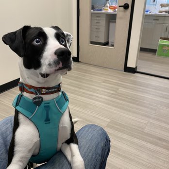 Sploot Veterinary Care - Highlands - Veterinarians Near Me - Denver, Colorado