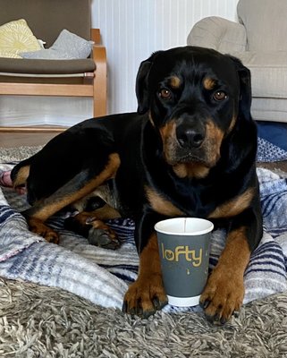 Lofty Coffee La Costa by null