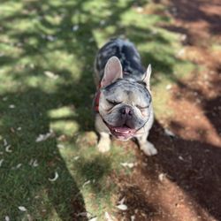 Ewa Beach Dog Park - Happy boy