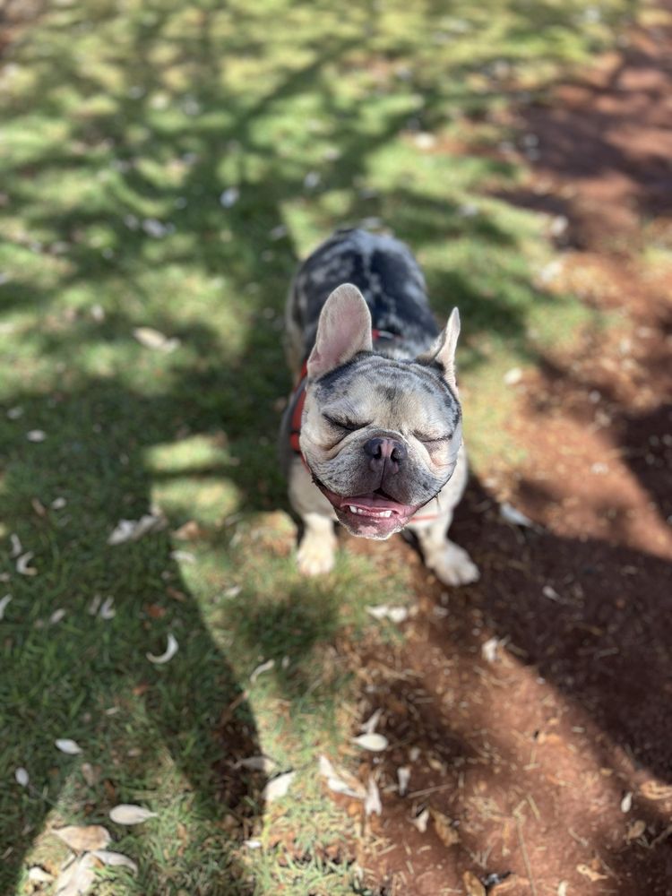 Ewa Beach Dog Park Logo