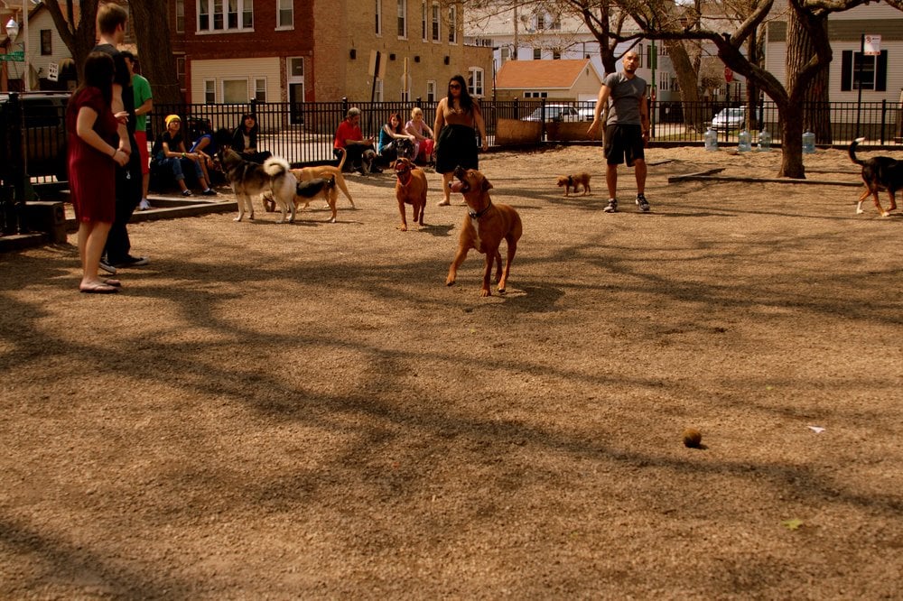 HAMLIN DOG PARK Updated May 2024 37 Reviews 3035 N Hoyne Ave