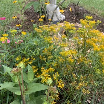 Native Butterfly Flowers - Goldenrod - Landscaping Near Me - West Melbourne, Florida Native Butterfly Flowers - Goldenrod - Landscaping Near Me - West Melbourne, Florida