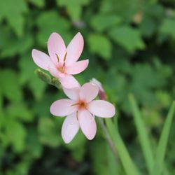 Flowers from Peace Garden