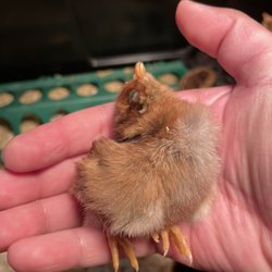 Atascadero Hay & Feed - Sickly chick sold by store, died within six hours. No refunds.