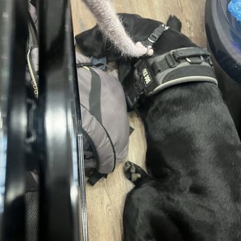 Kevin's Nails - My service dog acting like a crazy untrained dog. - Nail Salons Near Me - Saint Joseph, Missouri