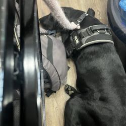 Kevin's Nails - My service dog acting like a crazy untrained dog.