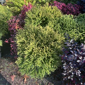 STONE MILL CREEK NURSERY - Updated July 2025 - 2321 Hwy 71 S