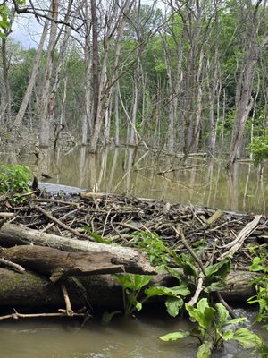 Glen Helen Nature Preserve by null