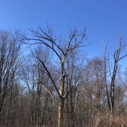 Dextre Tree Service - Climbing and cutting down a massive Oak.