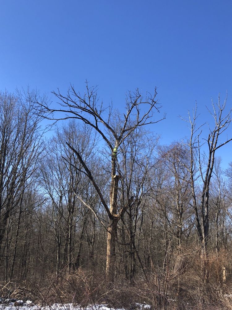 Dextre Tree Service - tree service in Bloomfield, CT