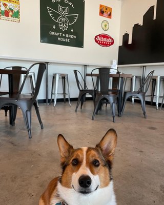 Big Owl Craft Brew House by null