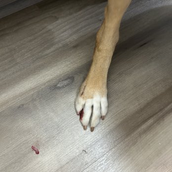 Paw Spa - Pet Groomers Near Me - Alexandria, Virginia