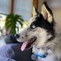 Photo of Black Paw Canine