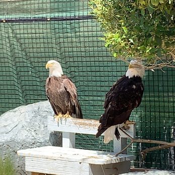 Conservation Ambassadors - Zoo to You - These lady eagles were so impressive to see so close! - Zoos Near Me - Paso Robles, California Conservation Ambassadors - Zoo to You - These lady eagles were so impressive to see so close! - Zoos Near Me - Paso Robles, California