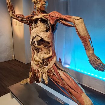 Real Bodies - Museums Near Me - Las Vegas, Nevada Real Bodies - Museums Near Me - Las Vegas, Nevada