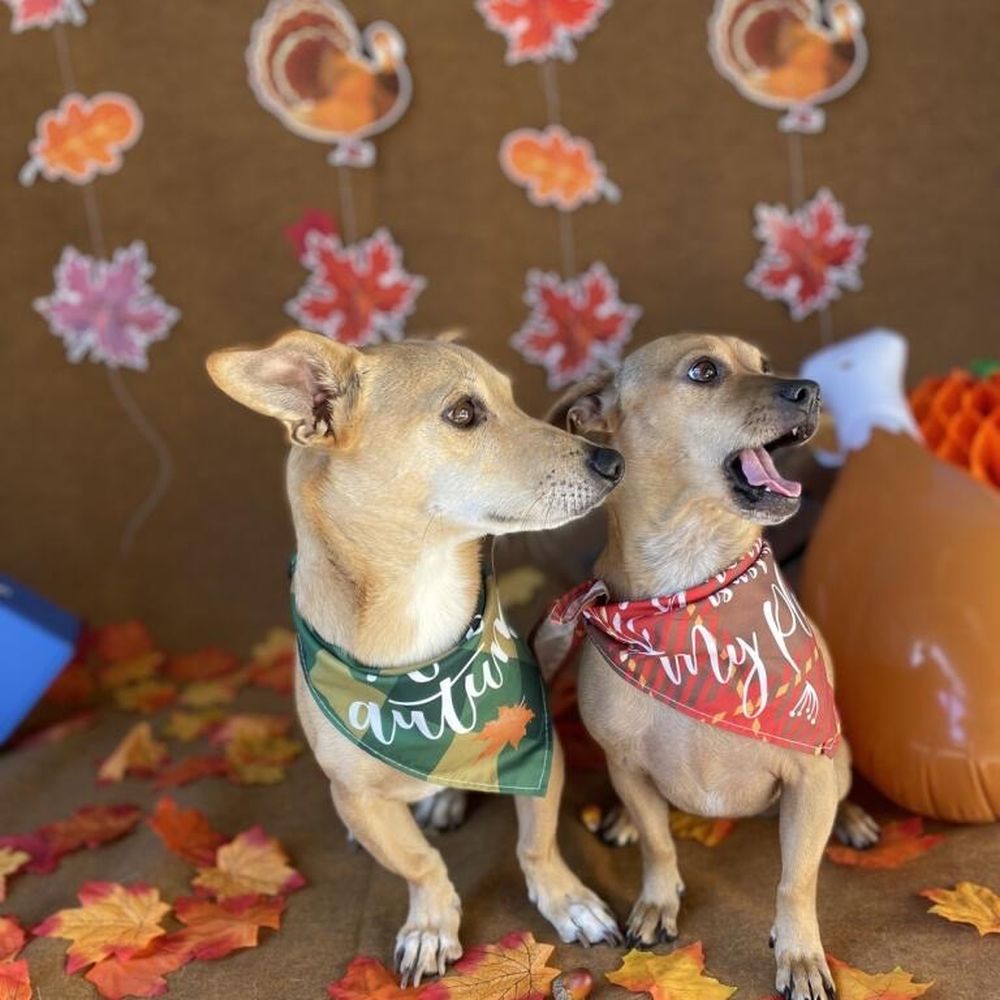 Dogdrop - Peanut and Gertrude enjoying their Dogdrop photo shoot. Look at my models :) - Pet Sitting Near Me - Los Angeles, California Dogdrop - Peanut and Gertrude enjoying their Dogdrop photo shoot. Look at my models :) - Pet Sitting Near Me - Los Angeles, California