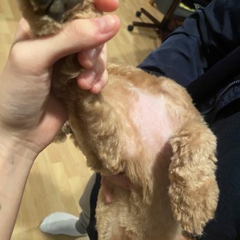 Petco - BARE skin - Pet Training Near Me - Carle Place, New York