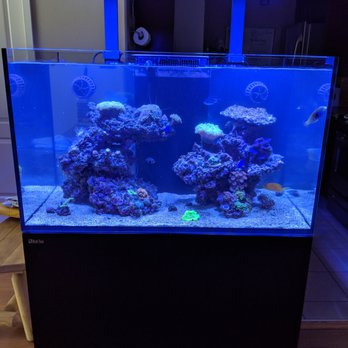 Complete Aquatic Services - Red Sea 250 mixed reef - Aquarium Services Near Me