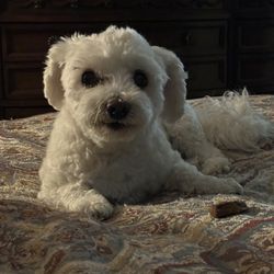 Wagging Tails Dog Walking & Pet Sitting of Williamsburg - Aspen