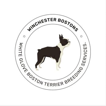 Winchester Bostons - I created this logo for Winchester Bostons (in my free time) because I truly appreciate all that Gary at Winchester Bostons has done for me! - Pet Breeders Near Me Winchester Bostons - I created this logo for Winchester Bostons (in my free time) because I truly appreciate all that Gary at Winchester Bostons has done for me! - Pet Breeders Near Me