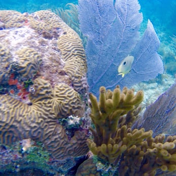 Erin Go Bragh - Snorkeling on the trip - Boating Near Me - Fajardo, Puerto Rico Erin Go Bragh - Snorkeling on the trip - Boating Near Me - Fajardo, Puerto Rico