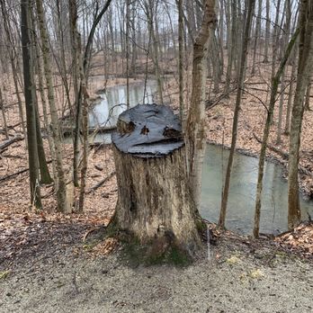 French Creek Reservation - face on a stump - Parks Near Me - Sheffield Village, Ohio French Creek Reservation - face on a stump - Parks Near Me - Sheffield Village, Ohio
