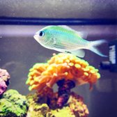 Infinite Aquarium 93 Photos 64 Reviews Aquarium Services 3194 De La Cruz Blvd North San Jose Santa Clara Ca Phone Number Yelp Get directions, reviews and information for infinite aquarium in santa clara, ca. yelp