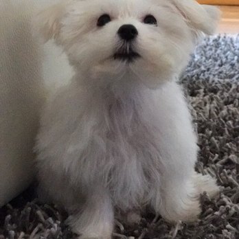 Pet Pawlour - This was her before the grooming - Pet Groomers Near Me - Staten Island, New York Pet Pawlour - This was her before the grooming - Pet Groomers Near Me - Staten Island, New York
