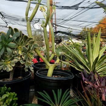 California Cactus Center - Nurseries & Gardening Near Me - Pasadena, California