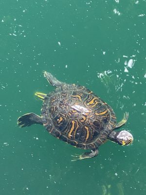 Holocaust Memorial Miami Beach by null