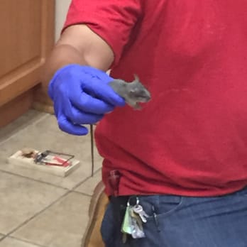 Avert Environmental Pest Control - Gary explained the whole process and shared his knowledge about the environment and the rodents. - Pest Control Near Me - Sun Valley, California