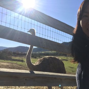 Ostrichland USA - Attraction Farms Near Me - Solvang, California Ostrichland USA - Attraction Farms Near Me - Solvang, California