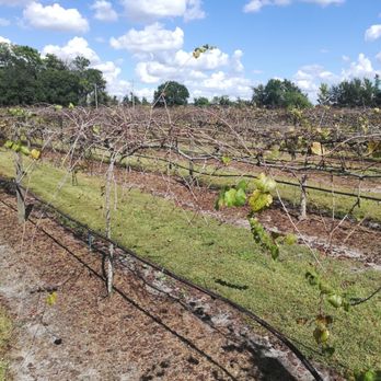 Fiorelli Winery & Vineyard - Another closer view - Wineries Near Me - Bradenton, Florida
