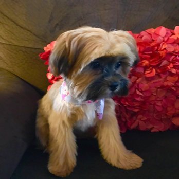 The Spaw - Pet Groomers Near Me - Tustin, California
