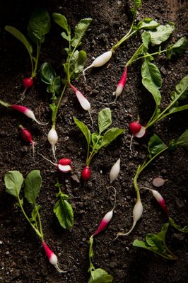 The Chef's Garden by null