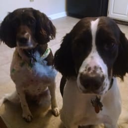 My English Springer Spaniels, Shiloh and Gunner! My English Springer Spaniels, Shiloh and Gunner!