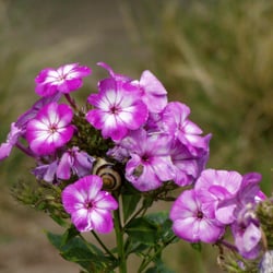 Kleingarten - Der Naturgarten