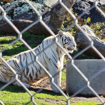 Lions Tigers & Bears - White Tiger - Community Service/Non-Profit Near Me - Alpine, California