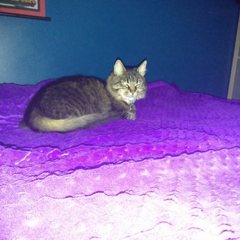 Pawz4Luv - Pet Training Near Me