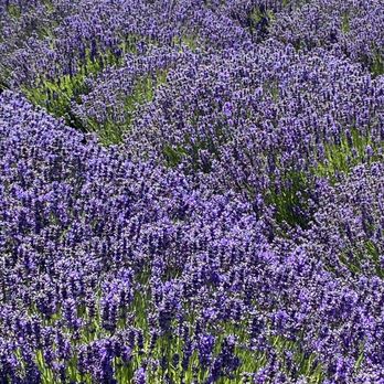 B & B Family Farm - Walking Tours Near Me - Sequim, Washington