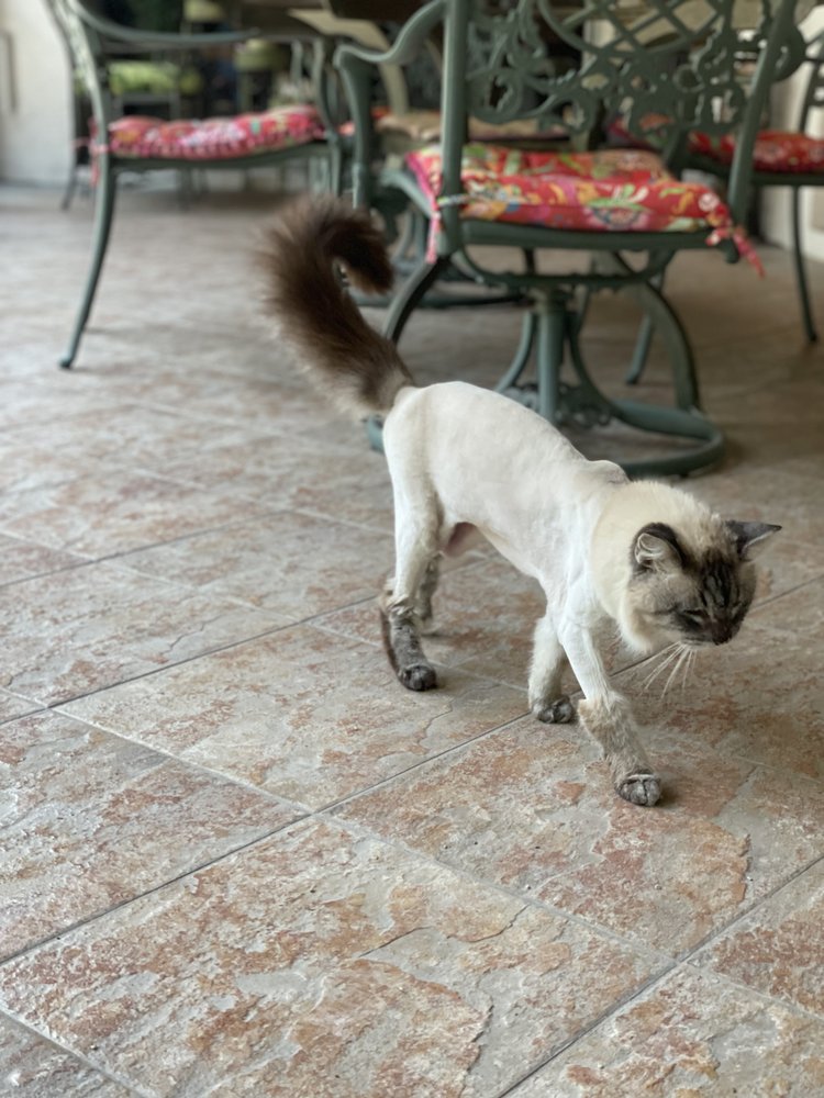 DOGGY STYLZ PET GROOMING Updated August 2024 21 Photos & 32 Reviews